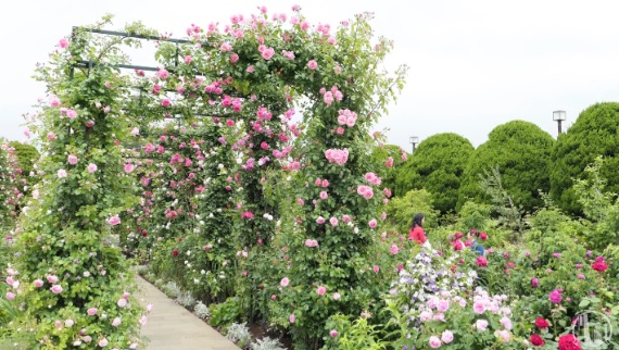 良い香りのバラを集めた沈床花壇が見どころの「香りの庭」
